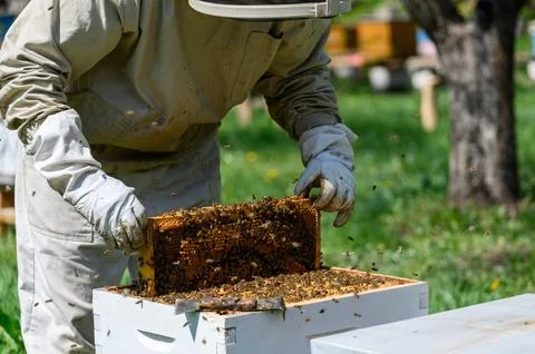The beekeeper inspects the bee frames, removing them from the hive. Stock Photos