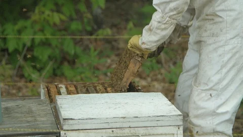 Beekeeper inspects bee hive 48 fps Stock Footage 87411787