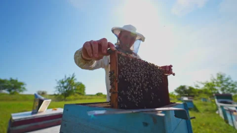 Beekeeper inspects bees. Apiarist in protective hat looking after bees Stock Footage 134789916