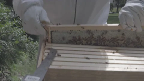 Beekeeper inspects both sides of honeycomb frame Stock Footage 134552240