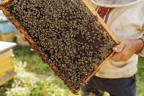 Beekeeper inspects brood frame full of bees at sunny rural apiary Stock Photos