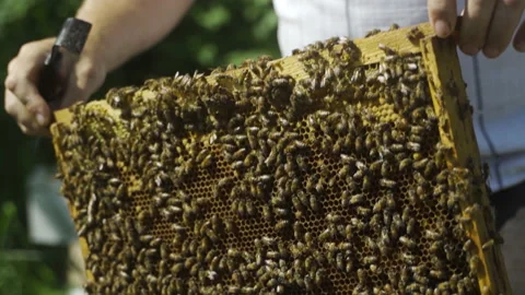 A beekeeper inspects a frame with bees. Honey, a beehive. Video stock 231667341