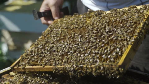 A beekeeper inspects a frame with bees. Honey, a beehive. Stock Footage 231703869