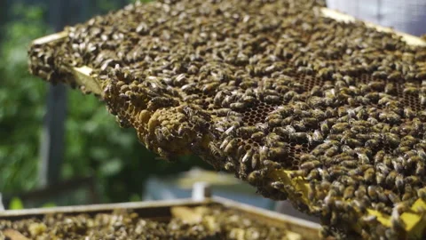 A beekeeper inspects a frame with bees. Honey, a beehive. Video stock 231703945
