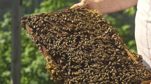 A beekeeper inspects a frame with bees. Honey, a beehive. Video stock 231716655