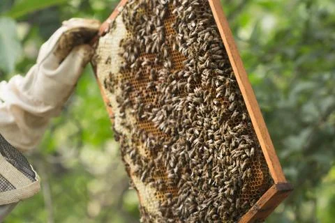 Beekeeper inspects a frame with bees Stock Photos