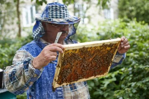 The beekeeper inspects the frame of the bees. Work on the apiary in the summer. Stock Photos