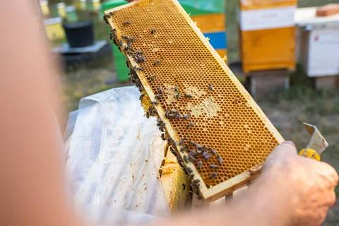 Beekeeper inspects frame with queen cells on apiary in evening in rays of Stock-Fotos