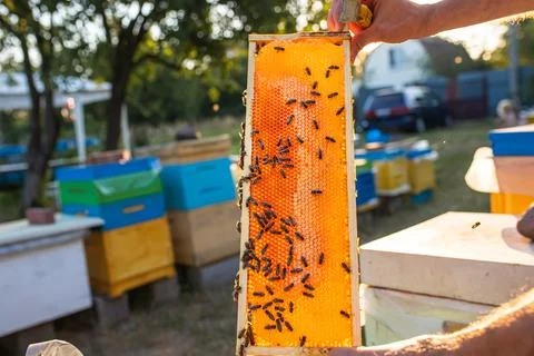 Beekeeper inspects frame with queen cells on apiary in evening in rays of Stock Photos