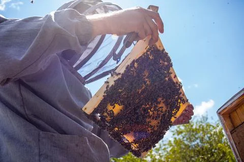 Beekeeper inspects frame with queen cells on apiary in evening in rays of Stock Photos