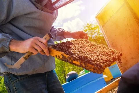 Beekeeper inspects frame with queen cells on apiary in evening in rays of Stock Photos