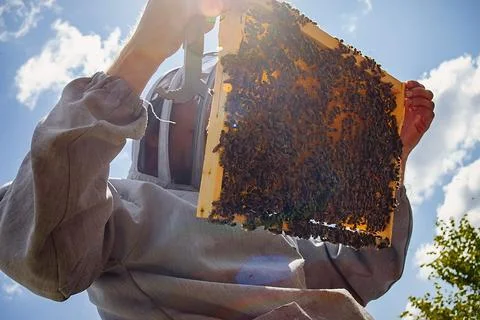 Beekeeper inspects frame with queen cells on apiary in evening in rays of Stock Photos