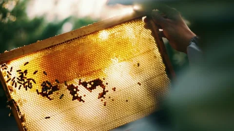 Beekeeper inspects frames with bees, works in apiary Stock Footage 225889487