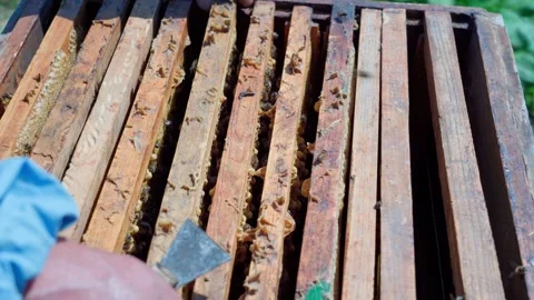 A beekeeper inspects the frames of a hive. Beekeeping in action. Stock Footage 310436028