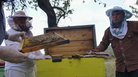 A beekeeper inspects a hive of bees 库存影片 68653825