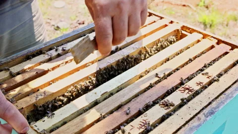 Beekeeper inspects hive frame filled with bees honeycomb in garden Stock Footage 336007566