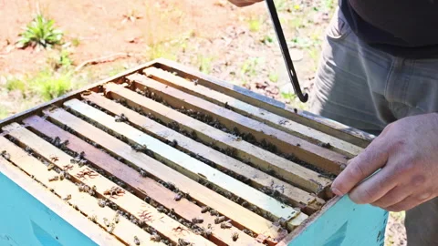 Beekeeper inspects hive frame filled with working bees, Honey cells pattern Stock Footage 337507205