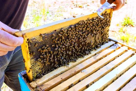 Beekeeper inspects hive frame filled with working bees, Honey cells pattern Stock Photos