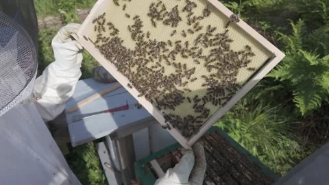 Beekeeper inspects a hive frame of pale drawn comb Stock Footage 341288641