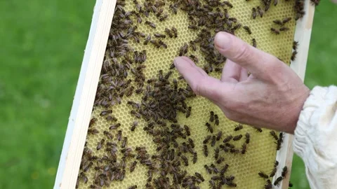 A beekeeper inspects a honeycomb frame filled with bees. The scene shows a close Stock Footage 311777819