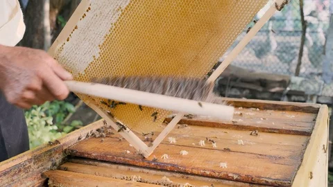 Beekeeper inspects honeycombs in a frame over the hive Stock Footage 121890488