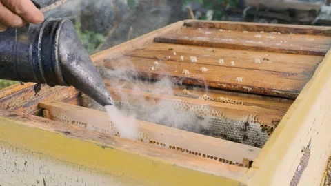 Beekeeper inspects honeycombs in a frame over the hive Stock Footage 121890546