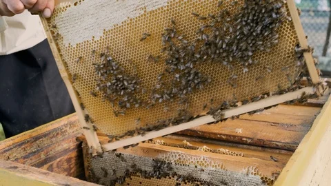 Beekeeper inspects honeycombs in a frame over the hive Stock Footage 121890658