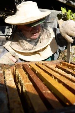 Beekeeper inspects honeycombs. Inspection of frames with honeycombs. Stock Photos