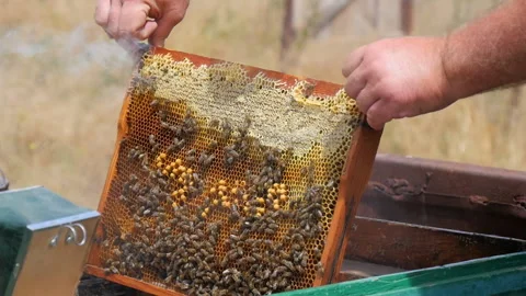 Beekeeper Installing a Honey Frame Stock Footage 134943248