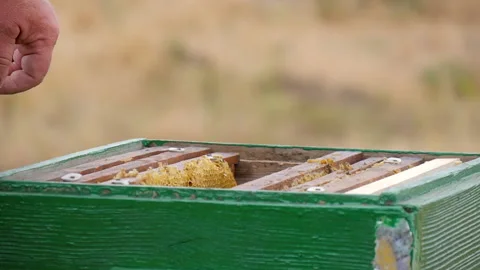 Beekeeper Installs Empty Frames in the Beehive Stock Footage 135500956