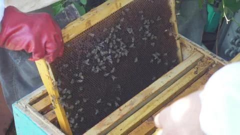 The beekeeper keeps a frame with honey Stock Photos