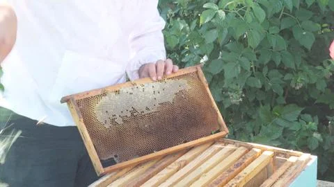 The beekeeper keeps a frame with honey Stock Photos