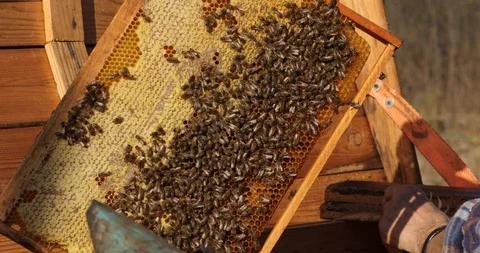 Beekeeper keeps frame with honeycomb, looks after bees in the garden ,beekeeper Stock Footage 127942478