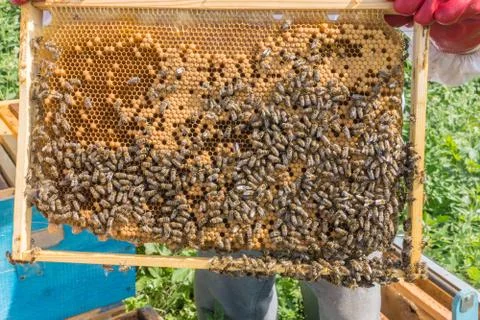 The beekeeper keeps a frame with larvae of bees . Honeycombs are developing l Stock Photos