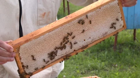 The beekeeper lays frames with honeycombs Video stock 288710086
