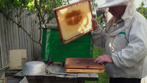 The beekeeper lays out the wax frames Stock Footage 167325044