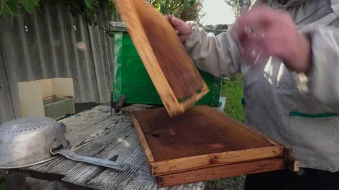 The beekeeper lays out the wax frames Stock Footage 167325085