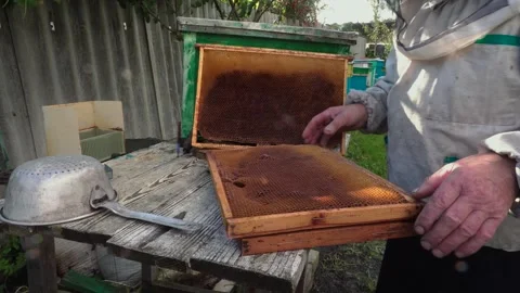 The beekeeper lays out the wax frames Stock Footage 167325170