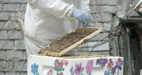 Beekeeper lifting full honeycomb and bees out of an urban rooftop beehive Stock Footage 306985253