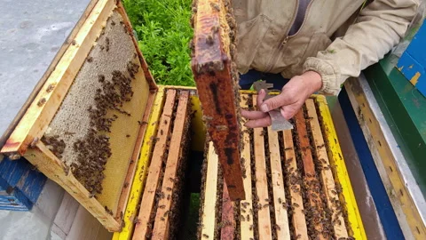 Beekeeper Lifting Honeycomb Frame Swarming with Bees from Hive Video stock 337059410