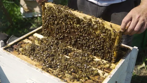 The beekeeper lifts the frame with bees from the hive. Honey. Video stock 231704060