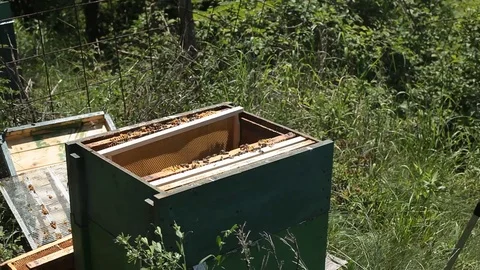 Beekeeper is looking  at a  frame into the hive Stock Footage 77216272