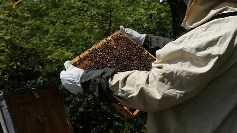 Beekeeper is looking  at a  frame into the hive Stock Footage 77217646