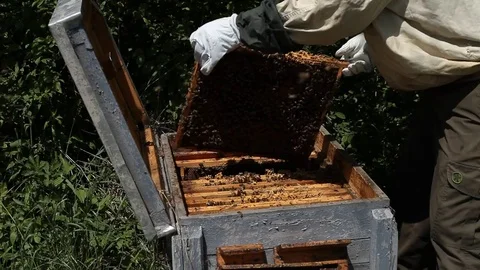 Beekeeper is looking  at a  frame into the hive Stock Footage 77224554