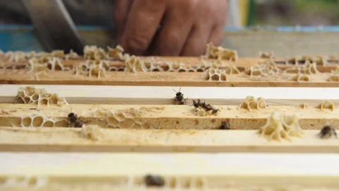 The beekeeper looks after bees and honeycombs. Apiarist looks for honey Vidéo 108742038