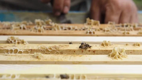 The beekeeper looks after bees and honeycombs 動画素材 108742040
