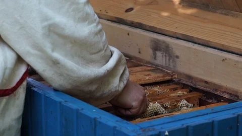 The beekeeper looks after the bees on a frame with wax close up Stock Footage 111749302