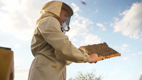 Beekeeper looks frame from a bee hive for honey Stock Footage 156843270