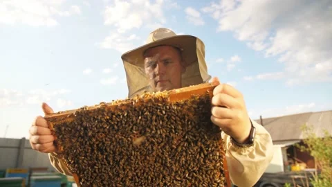 Beekeeper looks frame from a bee hive for honey Stock Footage 156843336