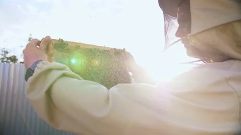 Beekeeper looks frame from a bee hive for honey Stock Footage 156843379